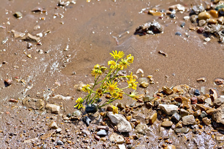 湿沙中的黄色花朵有石子图片