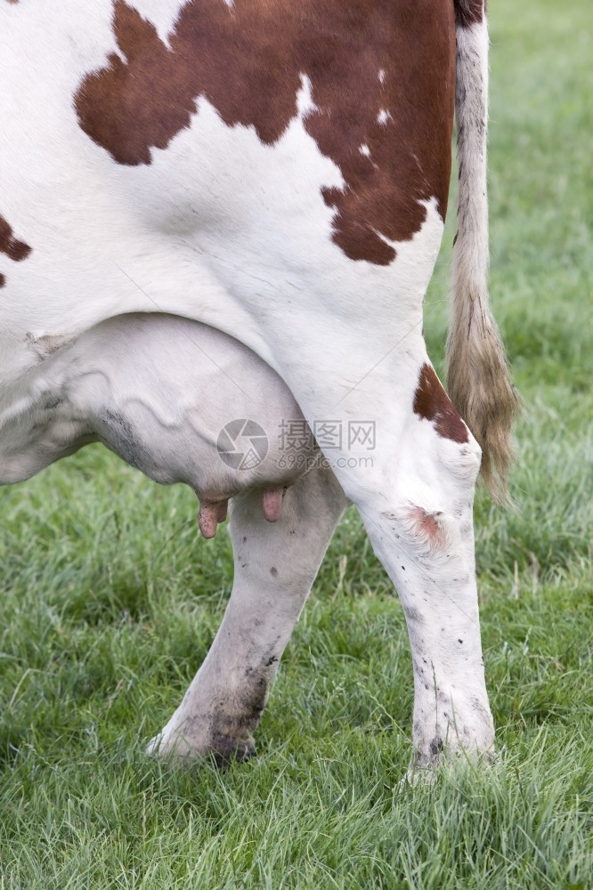 在绿草地上的奶牛乳房近视图图片