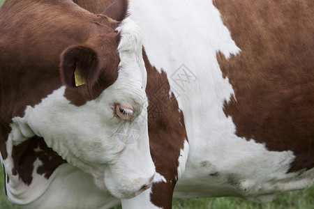 红褐牛站在草地上的近视肖像图片