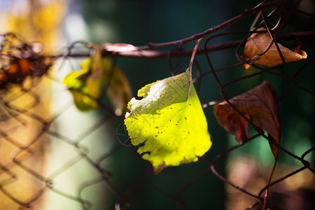 秋叶挂在铁丝栅栏上图片