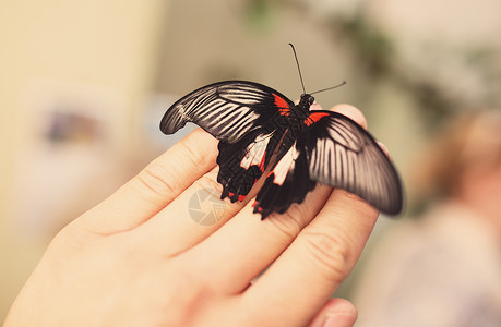 蝴蝶臂自然中的蝴蝶变色背景