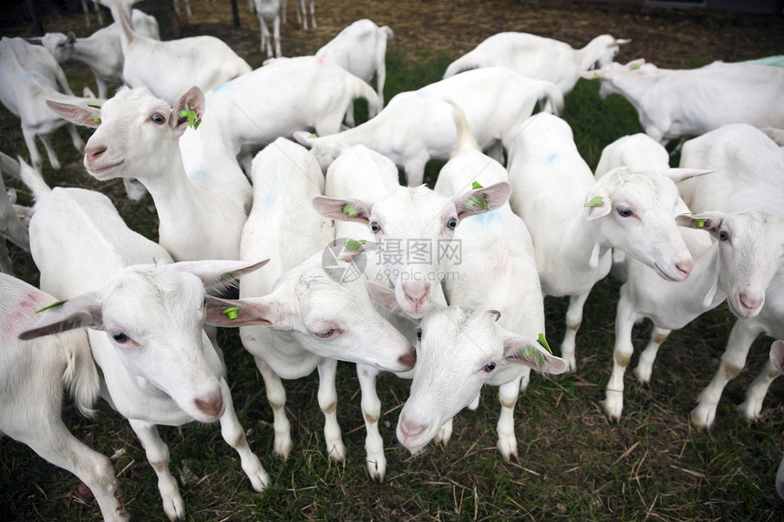 一群好奇的白山羊在霍伦德农场外图片