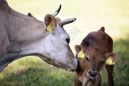 母牛舔草地上的棕高清图片