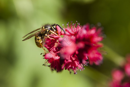 黄蜂的蜜吸干粉红的花朵蜂蜜图片