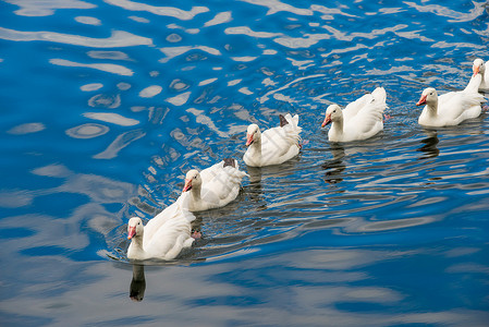 白鸭一起在池塘游泳图片