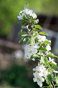 春天的白树花图片