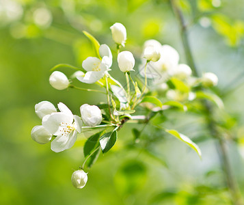 春季苹果花图片