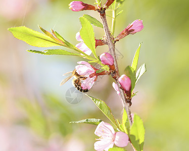 蜜蜂从樱花中收集粉高清图片