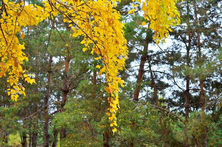 秋天的枯树枝图片