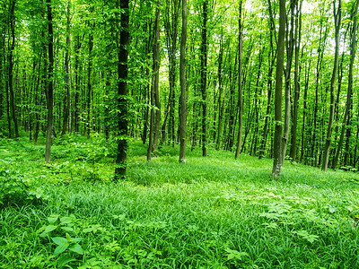 绿色森林的自然背景图片