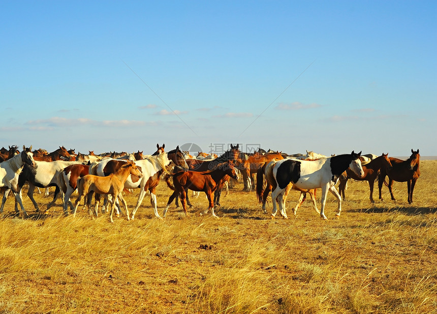 日落时在克里米亚草原的一大群马图片