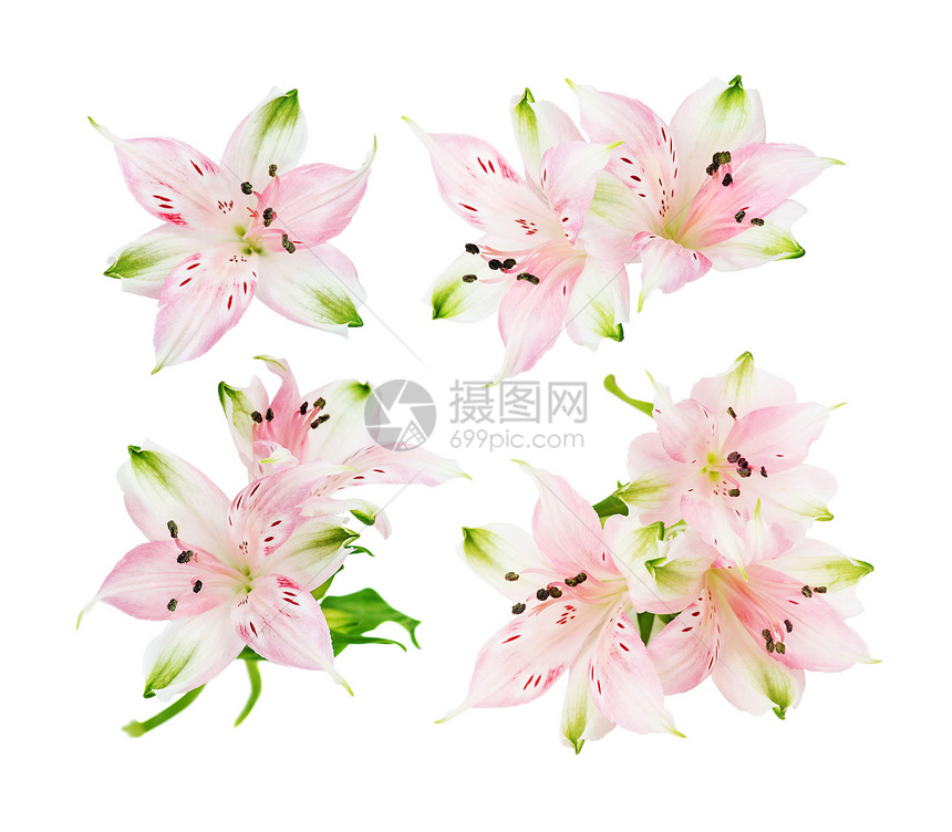 一组四张粉色白底花朵的照片图片