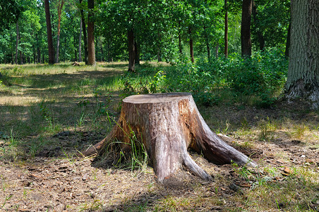 夏天公园的旧树桩背景图片