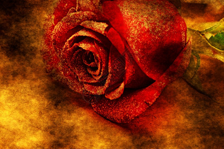 红玫瑰色概念背景图片