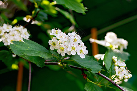 白花棕色朵和青树枝上的绿叶子图片