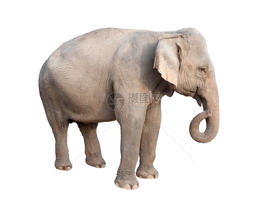 在白色背景中被孤立的雌大象图片