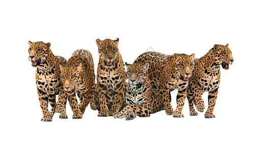 白色背景上隔离的美洲豹组背景图片