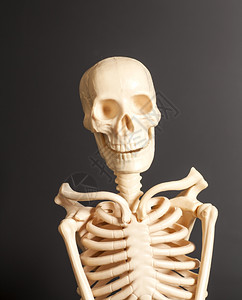 黑色背景的人类骨骼图片