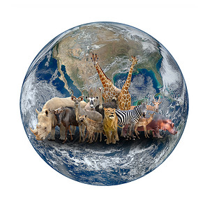 动物长颈鹿元素这个图像的元素是由纳萨提供的背景