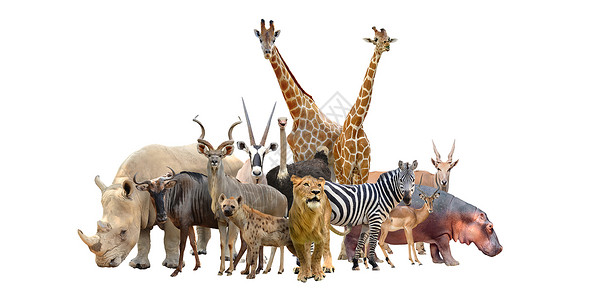 白色背景上孤立的非洲动物群高清图片