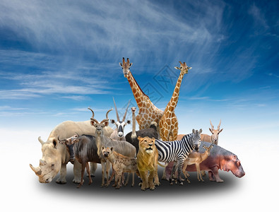 蓝天空非洲动物群图片