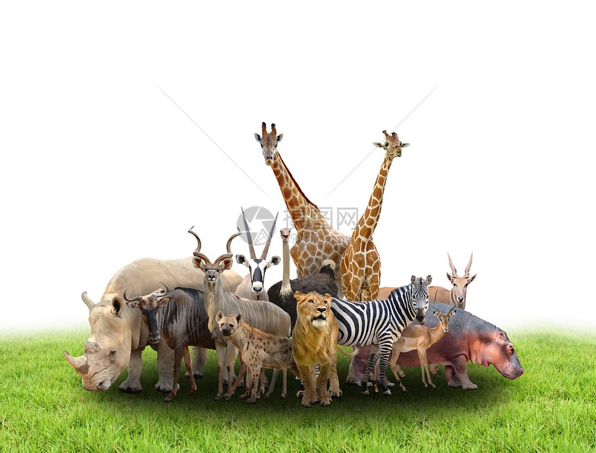 白底绿草的非洲动物群图片