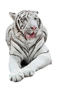 在白背景上孤立的孟加拉虎食肉动物高清图片素材