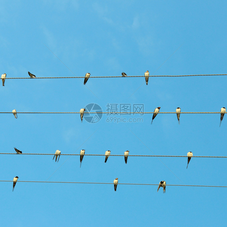 蓝天背景的燕子群图片