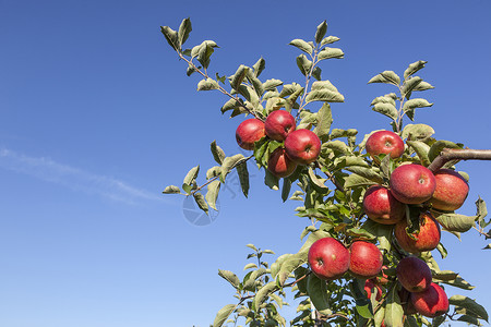 吃光的红苹果在阳光和蓝天的苹果树枝上有许多成熟的红苹果背景