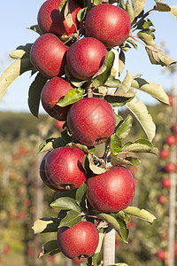吃光的红苹果在阳光和蓝天的苹果树枝上有许多成熟的红苹果背景