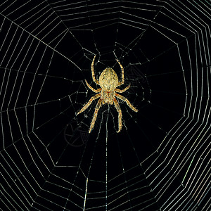 夜间危险蜘蛛网背景潮湿的高清图片素材
