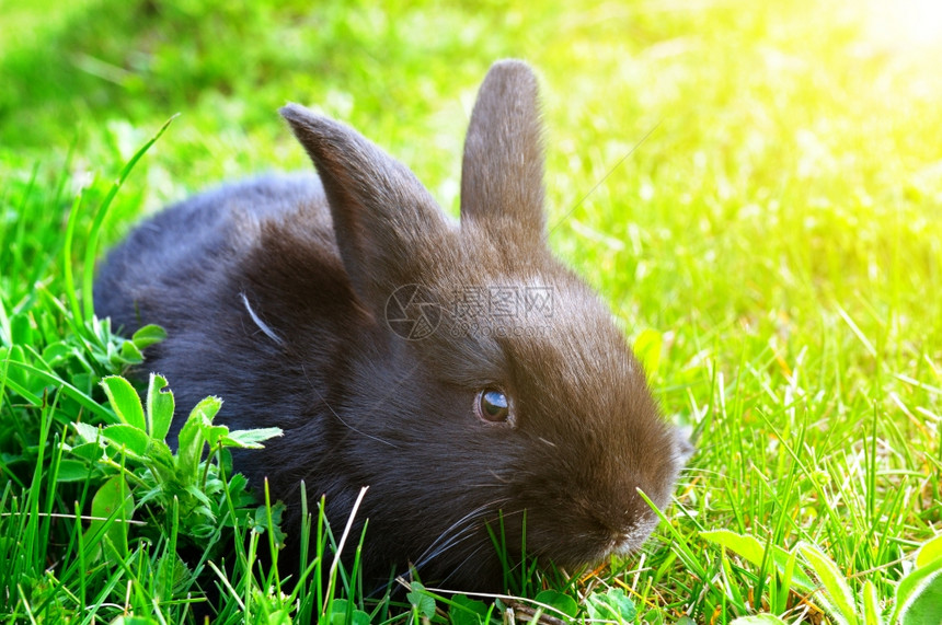 绿色草原上的小兔子图片
