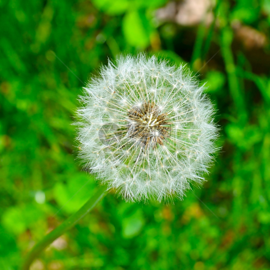 在绿草的本底播下花朵的种子图片