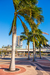 美丽的迈阿密海滩鱼眼城市风景艺术deco建筑和棕榈树背景图片