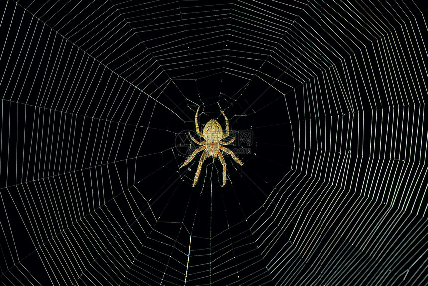 夜间危险蜘蛛网背景图片