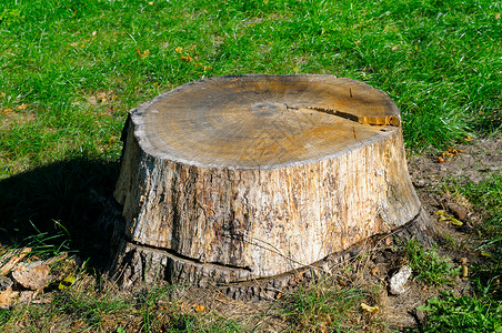 夏天公园的旧树桩背景图片