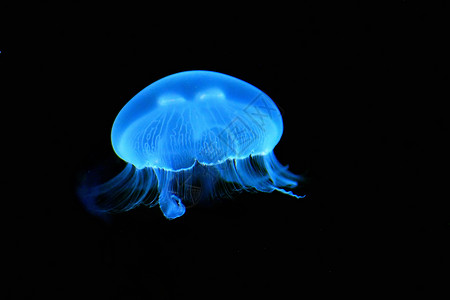 水母发光蓝色水母高清图片