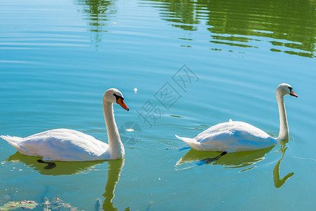 在池塘上的白天鹅图片