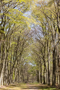 在阳光明媚的白天春在希弗鲁姆附近的河内草原上在青树之下苔走林道图片