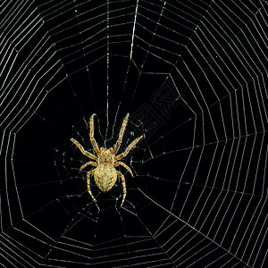 夜间危险蜘蛛网背景自然高清图片素材