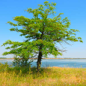 海湾岸边的孤树图片