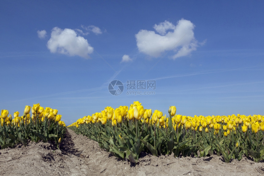 花朵田中黄色的郁金香图片