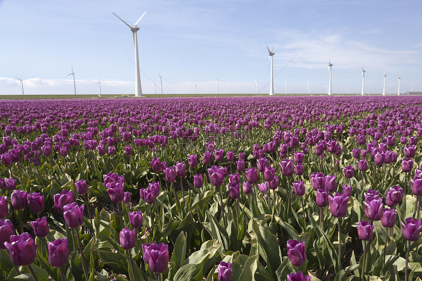 浅地的紫色郁金香田和风力涡轮机与阴地法尔沃兰省的蓝天空相对图片