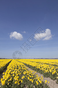 花朵田中黄色的郁金香电高清图片素材