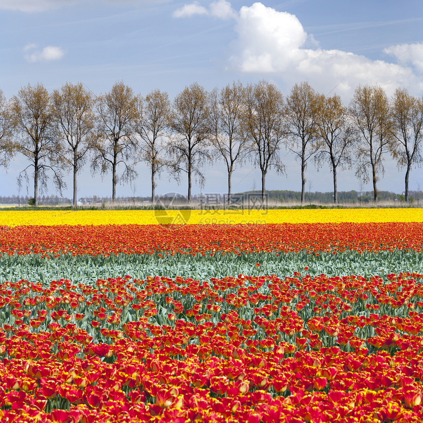 田地上充满活力的红色和黄郁金香在土丘地貌背景中有树线和蓝天空图片