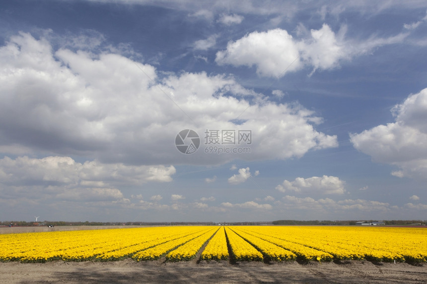 黄郁金香花田图片