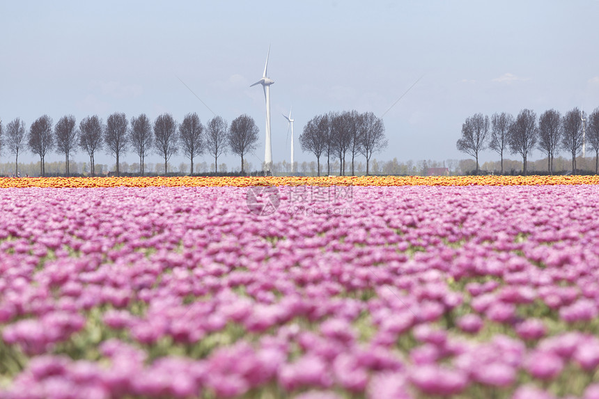 红色郁金香地景观在荷兰河边的杜特奇省佛莱沃地有树木和风力涡轮机图片