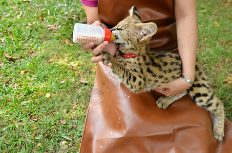 动物园管理员喂养小豹子图片