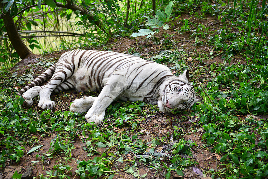 自然中休息的白雌虎图片
