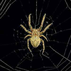 夜间危险蜘蛛网背景白色高清图片素材